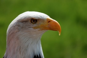 bald-eagle-639220_1920.jpg